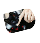 Kitten in black cat（個別スタンプ：7）