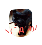 Kitten in black cat（個別スタンプ：8）