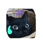 Kitten in black cat（個別スタンプ：10）