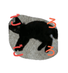 Kitten in black cat（個別スタンプ：11）