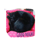 Kitten in black cat（個別スタンプ：12）