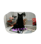 Kitten in black cat（個別スタンプ：13）