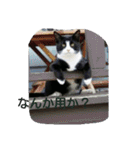 Kitten in black cat（個別スタンプ：14）