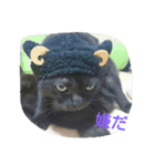 Kitten in black cat（個別スタンプ：15）
