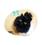 Kitten in black cat（個別スタンプ：16）