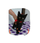 Kitten in black cat（個別スタンプ：17）