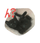 Kitten in black cat（個別スタンプ：18）