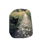 Kitten in black cat（個別スタンプ：20）