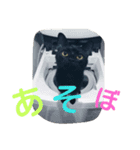 Kitten in black cat（個別スタンプ：21）