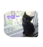 Kitten in black cat（個別スタンプ：22）