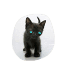 Kitten in black cat（個別スタンプ：23）