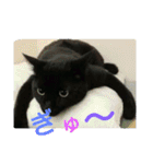 Kitten in black cat（個別スタンプ：24）