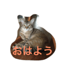我が家のマロンちゃん（個別スタンプ：3）