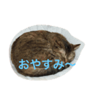 我が家のマロンちゃん（個別スタンプ：5）
