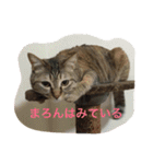 我が家のマロンちゃん（個別スタンプ：14）