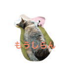 我が家のマロンちゃん（個別スタンプ：17）