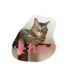 我が家のマロンちゃん（個別スタンプ：18）