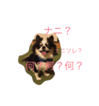 チワワの花子さん（個別スタンプ：3）