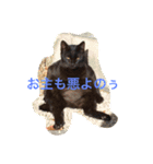チワワの花子さん（個別スタンプ：11）