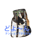 チワワの花子さん（個別スタンプ：12）