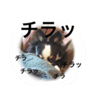 チワワの花子さん（個別スタンプ：15）