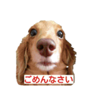 ダックス日常生活スタンプ（個別スタンプ：9）
