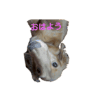 ダックス日常生活スタンプ（個別スタンプ：16）