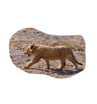 南アフリカの動物たち（個別スタンプ：1）