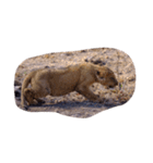 南アフリカの動物たち（個別スタンプ：2）