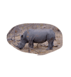 南アフリカの動物たち（個別スタンプ：4）