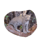 南アフリカの動物たち（個別スタンプ：5）