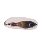 南アフリカの動物たち（個別スタンプ：6）