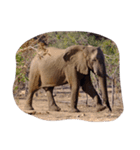 南アフリカの動物たち（個別スタンプ：7）