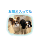 マメとあずき 2（個別スタンプ：5）