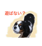 マメとあずき 2（個別スタンプ：16）