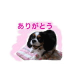 マメとあずき 2（個別スタンプ：21）