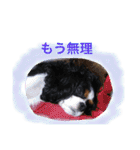 マメとあずき 2（個別スタンプ：24）