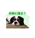 マメとあずき 2（個別スタンプ：25）