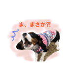 マメとあずき 2（個別スタンプ：28）