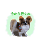 マメとあずき 2（個別スタンプ：32）
