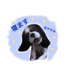 マメとあずき 2（個別スタンプ：34）