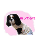 マメとあずき 2（個別スタンプ：35）
