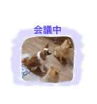 マメとあずき 2（個別スタンプ：37）