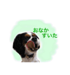 マメとあずき 2（個別スタンプ：40）