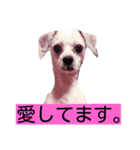 犬の愛（個別スタンプ：1）