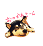 柴犬まろの生活（個別スタンプ：1）