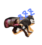 柴犬まろの生活（個別スタンプ：2）
