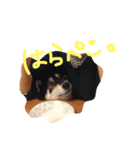 柴犬まろの生活（個別スタンプ：4）