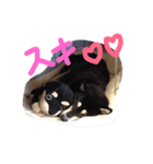 柴犬まろの生活（個別スタンプ：5）