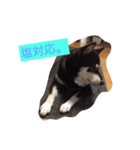 柴犬まろの生活（個別スタンプ：7）